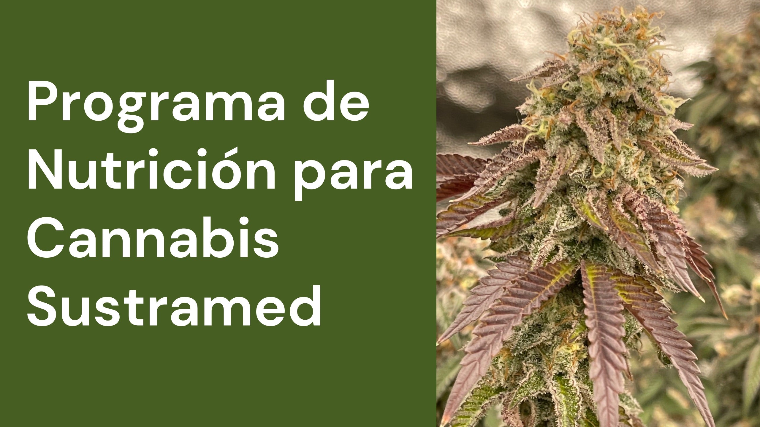 Programa de Nutrición para Cannabis Sustramed  19/02/2023