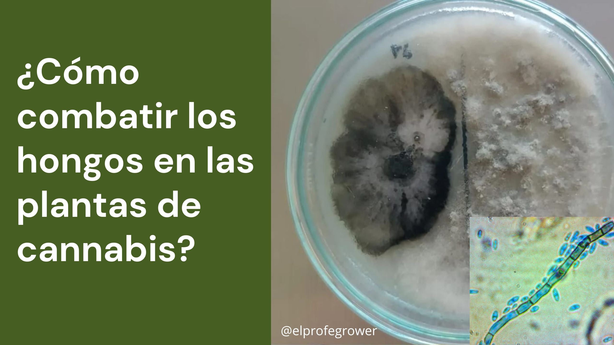 ¿Cómo combatir los hongos en las plantas de cannabis?
