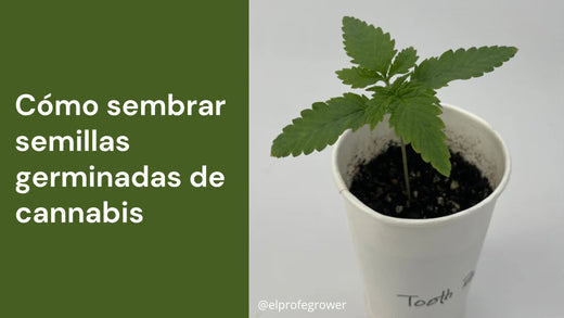 Cómo sembrar semillas germinadas de cannabis