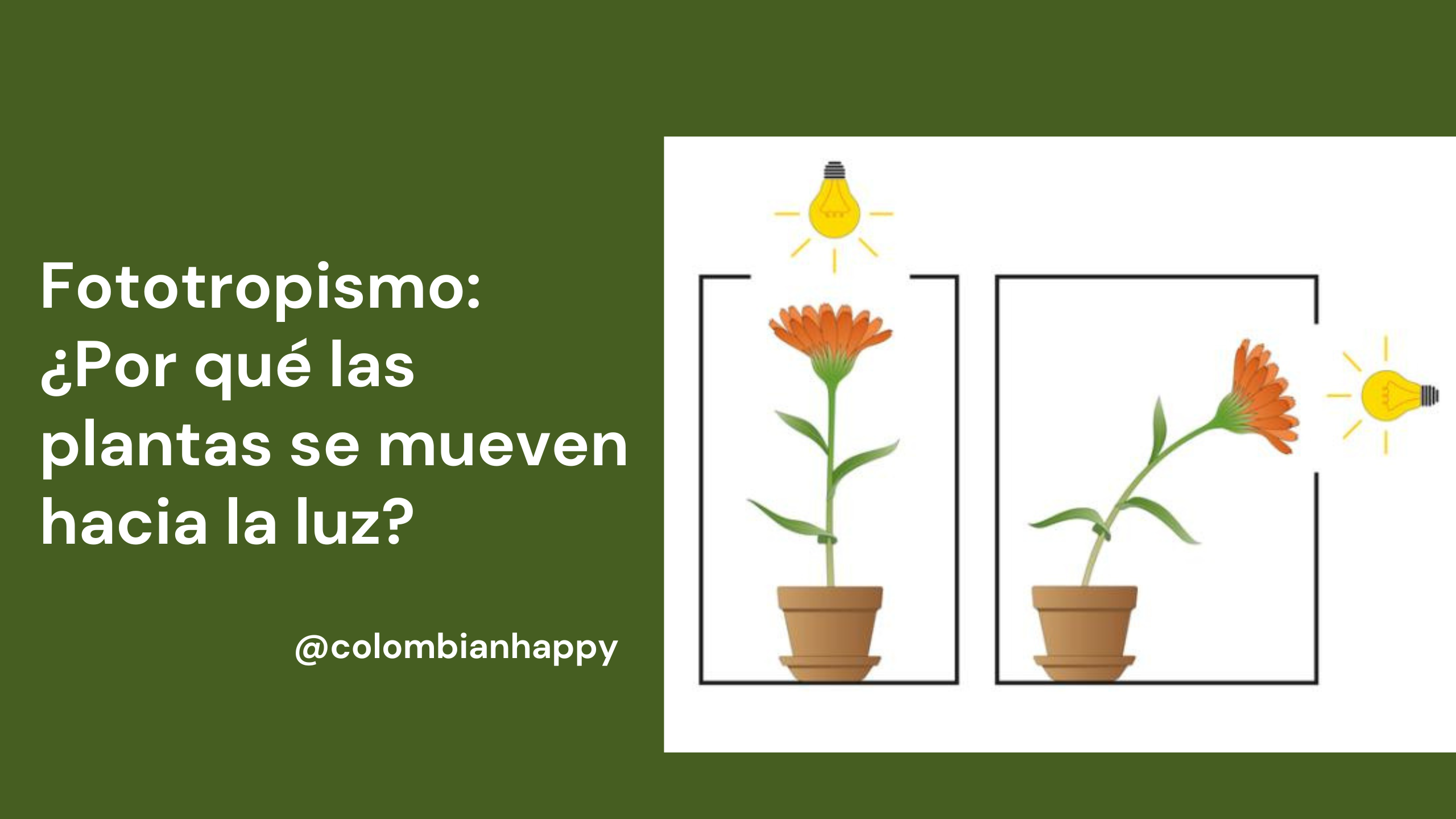 Fototropismo: ¿Por qué las plantas se mueven hacia la luz?