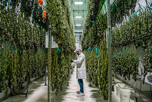 sala de secado de cannabis, tendederos de flores de cannabis, cómo secar cannabis o marihuana, secado de las flores de cannabis o marihuana
