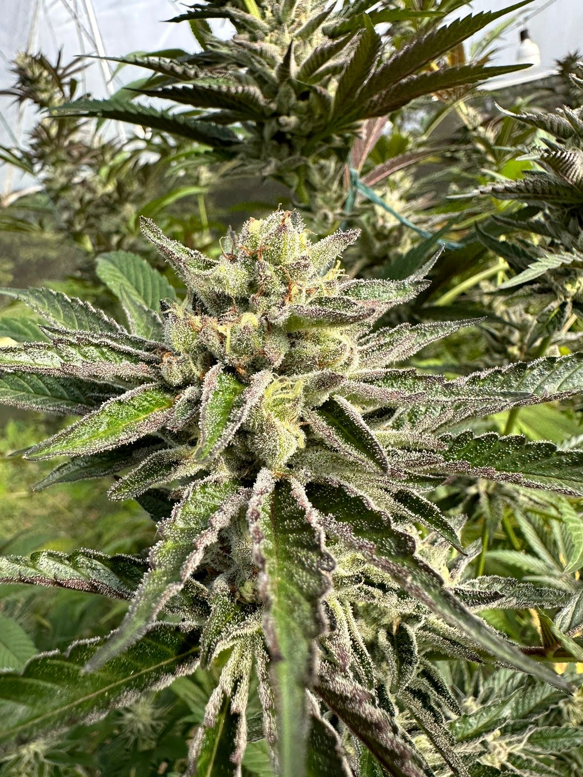 Blueberry kush Classical Seeds Pack x 3