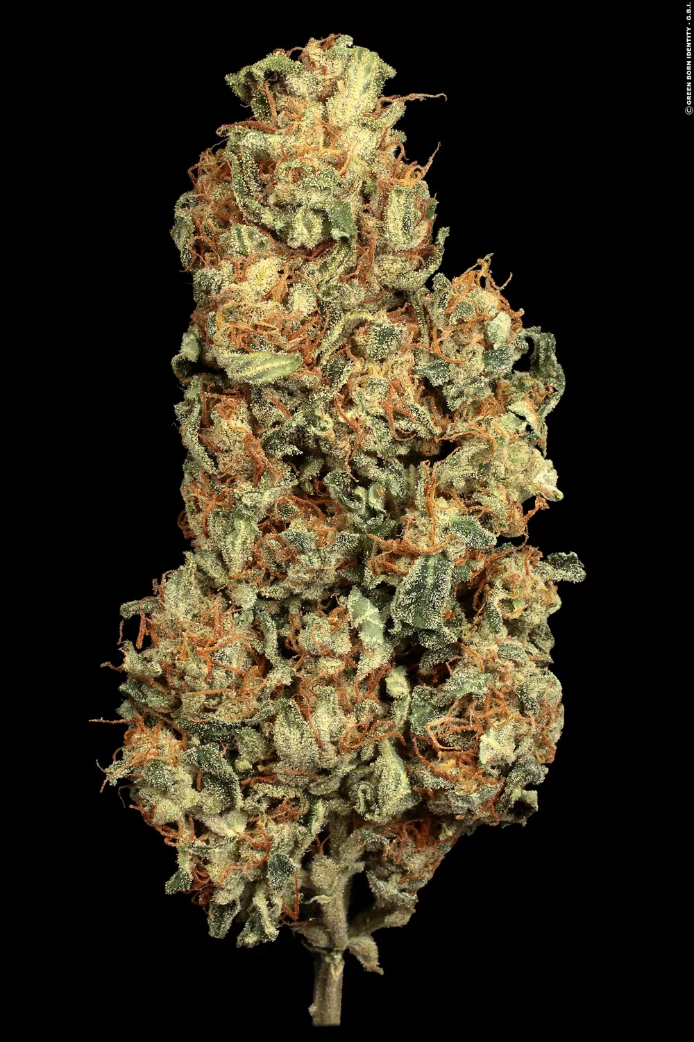 Kit Triple Auto con Paradise seeds pack x 3