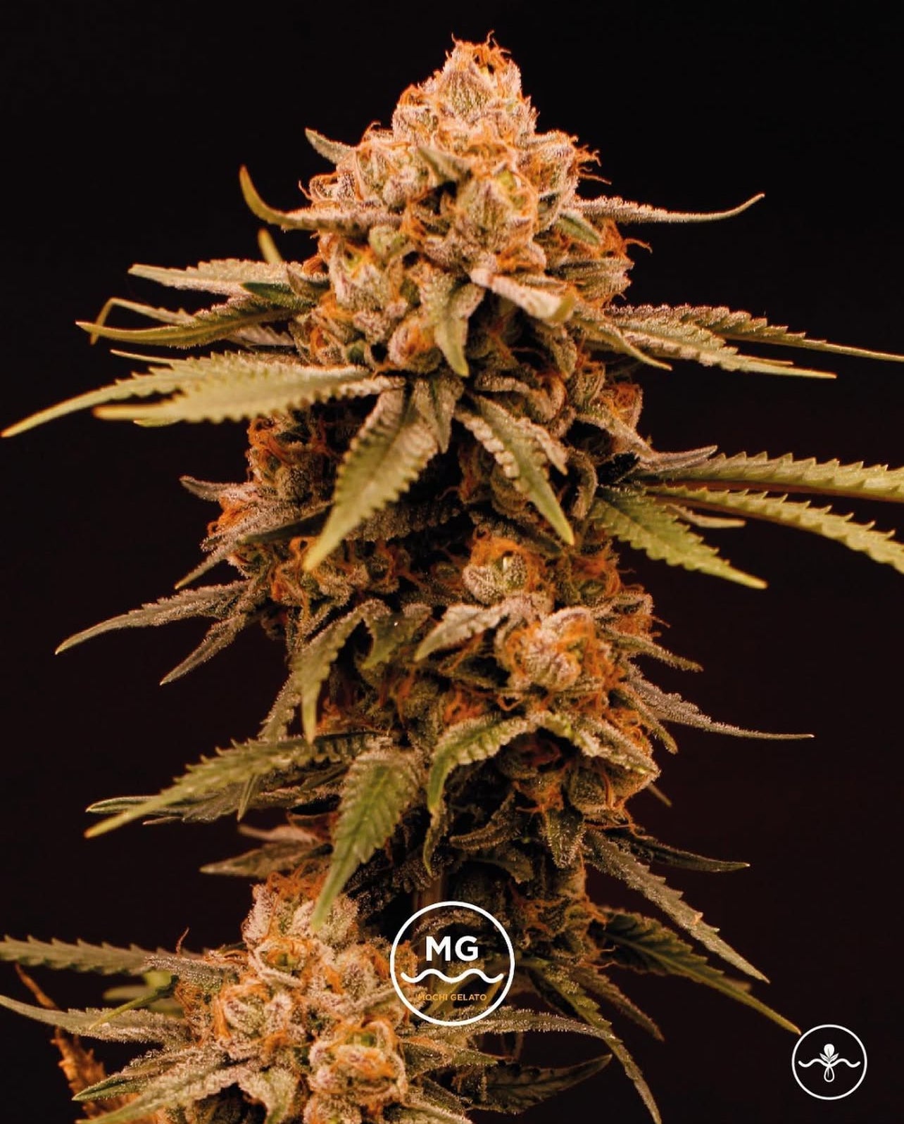 Mochi Gelato - Seed Hunters - Pack x 2