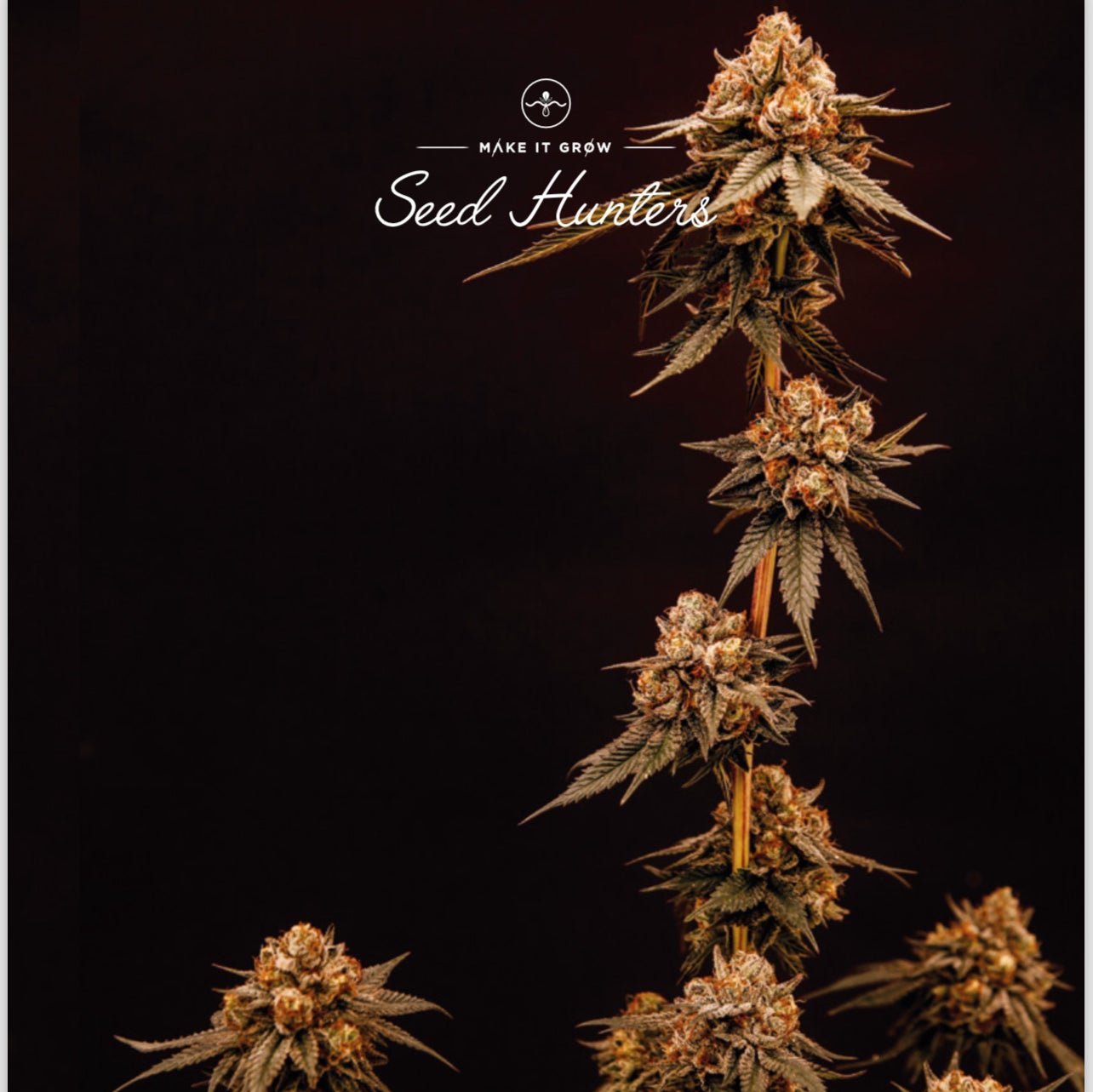 White widow Feminizada - Seed Hunters - Pack x 2