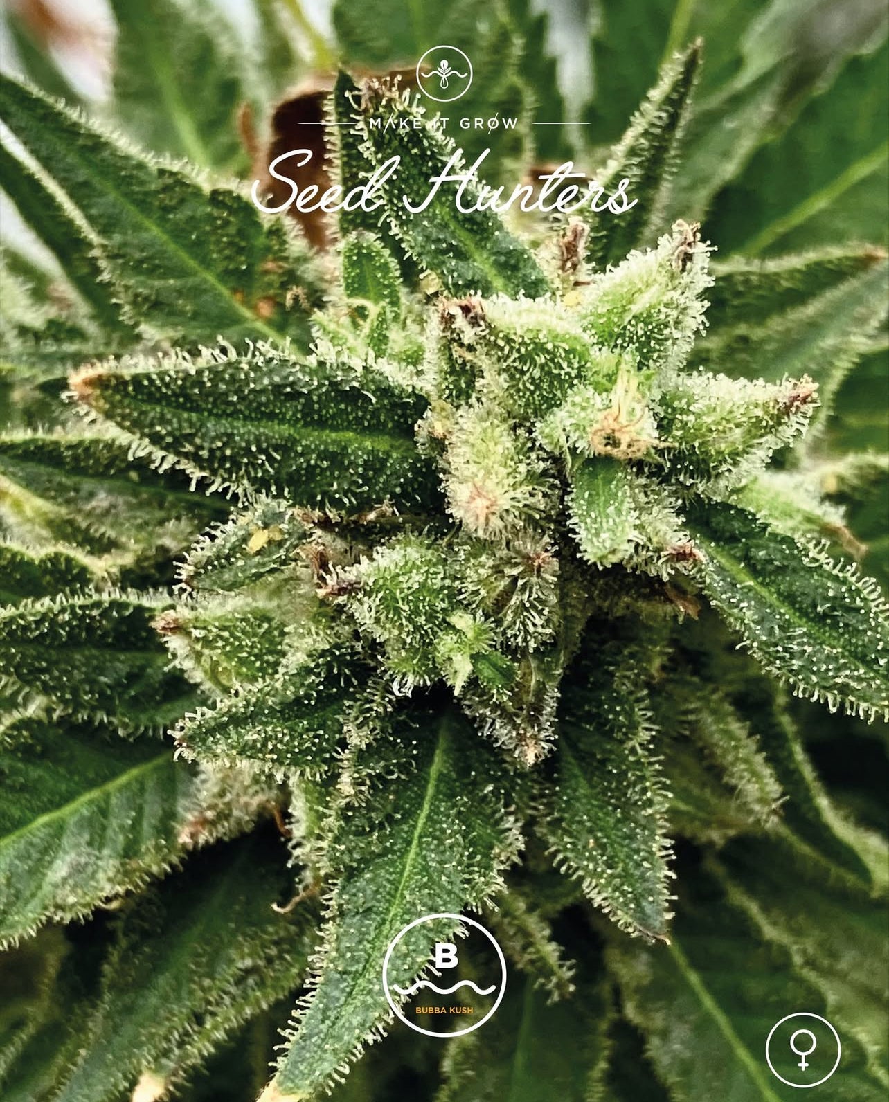 Bubba Kush Feminizada - Seed Hunters - Pack x 2