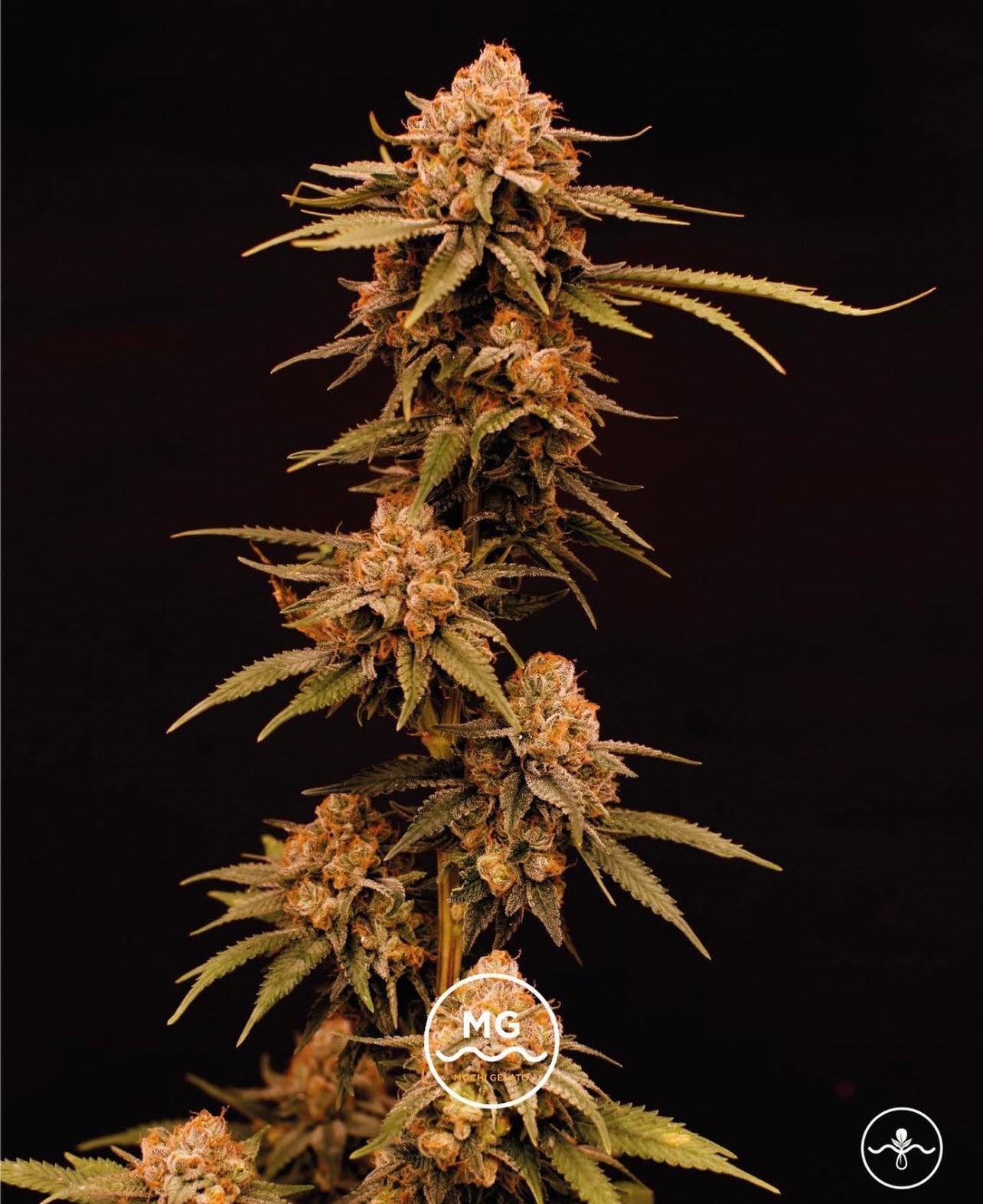 Mochi Gelato - Seed Hunters - Pack x 2