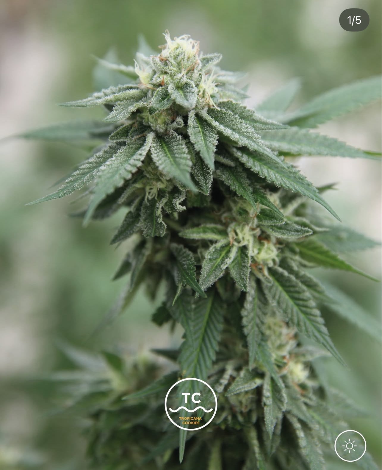 Tropicanna Cookies Feminizada - Seed Hunters - Pack x 2