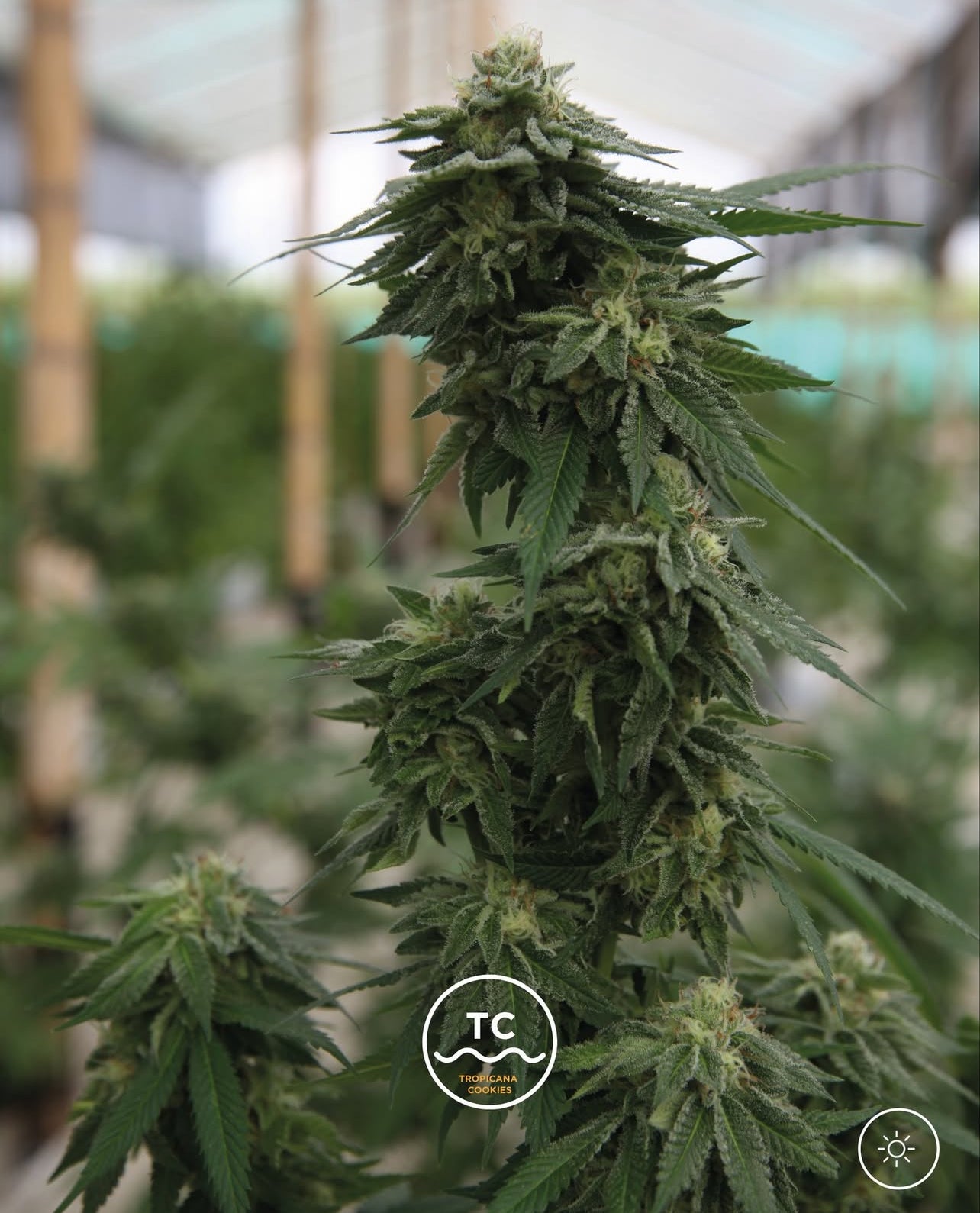 Tropicanna Cookies Feminizada - Seed Hunters - Pack x 2