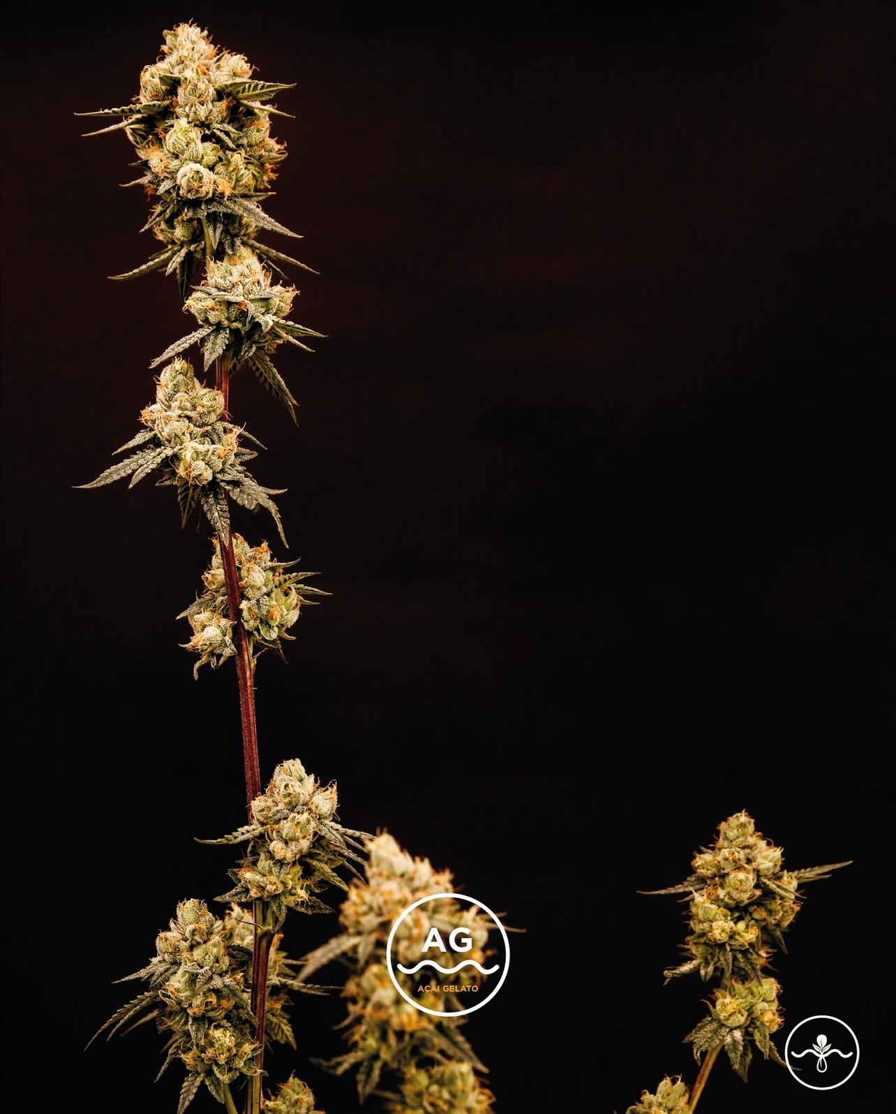 Acaí Gelato Feminizada - Seed Hunters - Pack x 2