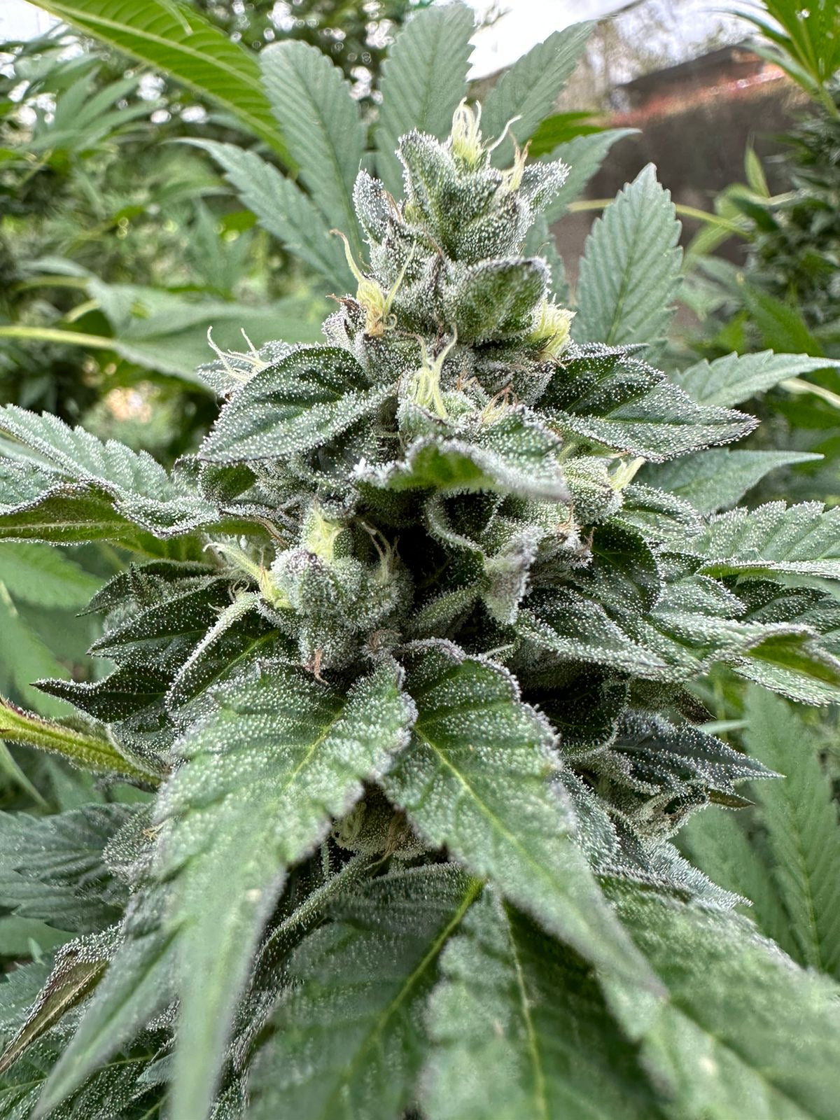 Amnesia Haze Classical Seeds Pack x 3