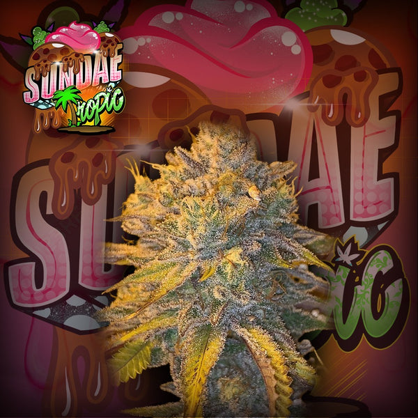 Sundae Tropic Feminizada - Crazy Seeds - Pack x 3