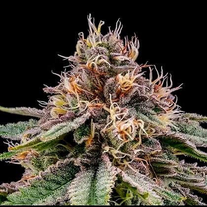 Banana Dessert Feminizada R-kiem