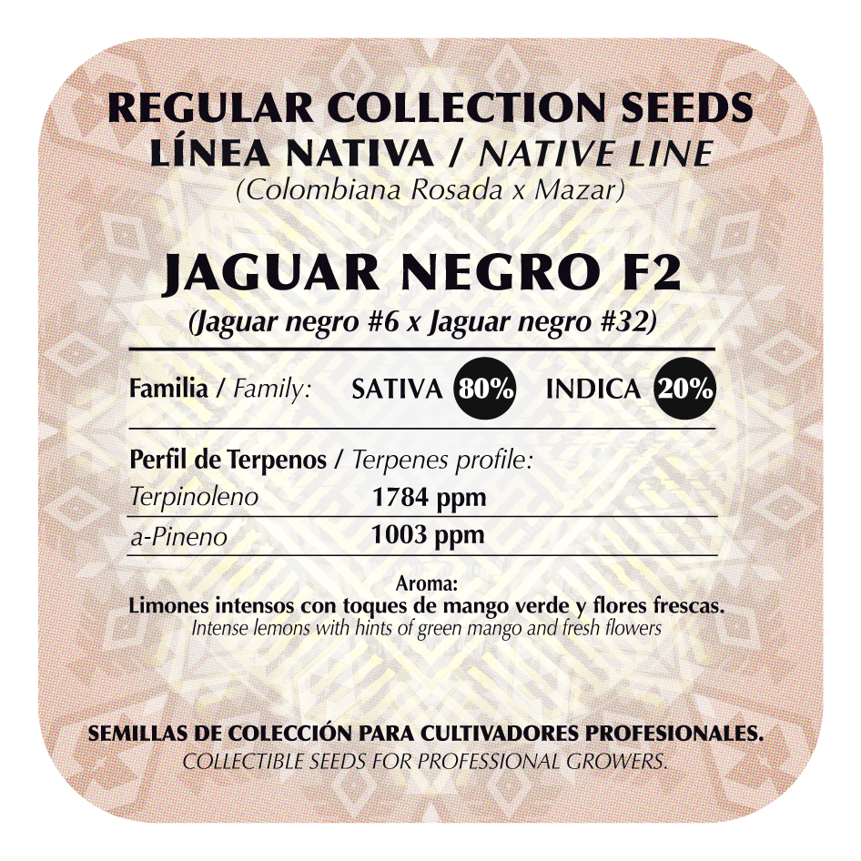 Jaguar Negro F2 Regular - Black Tuna - Pack x 10