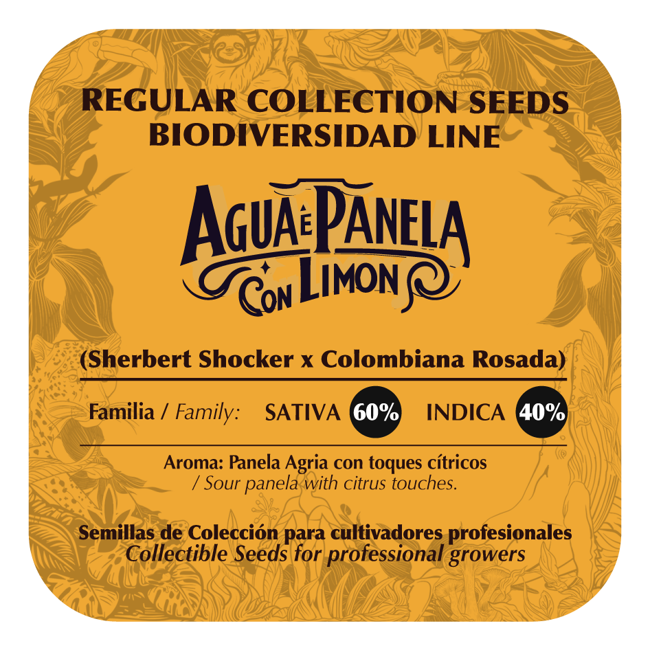 Agua e panela con limón - Black Tuna - Pack x 10