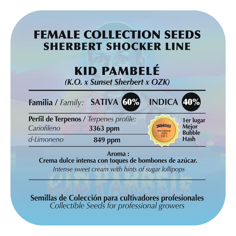 Kid Pambelé Feminizada - Black Tuna