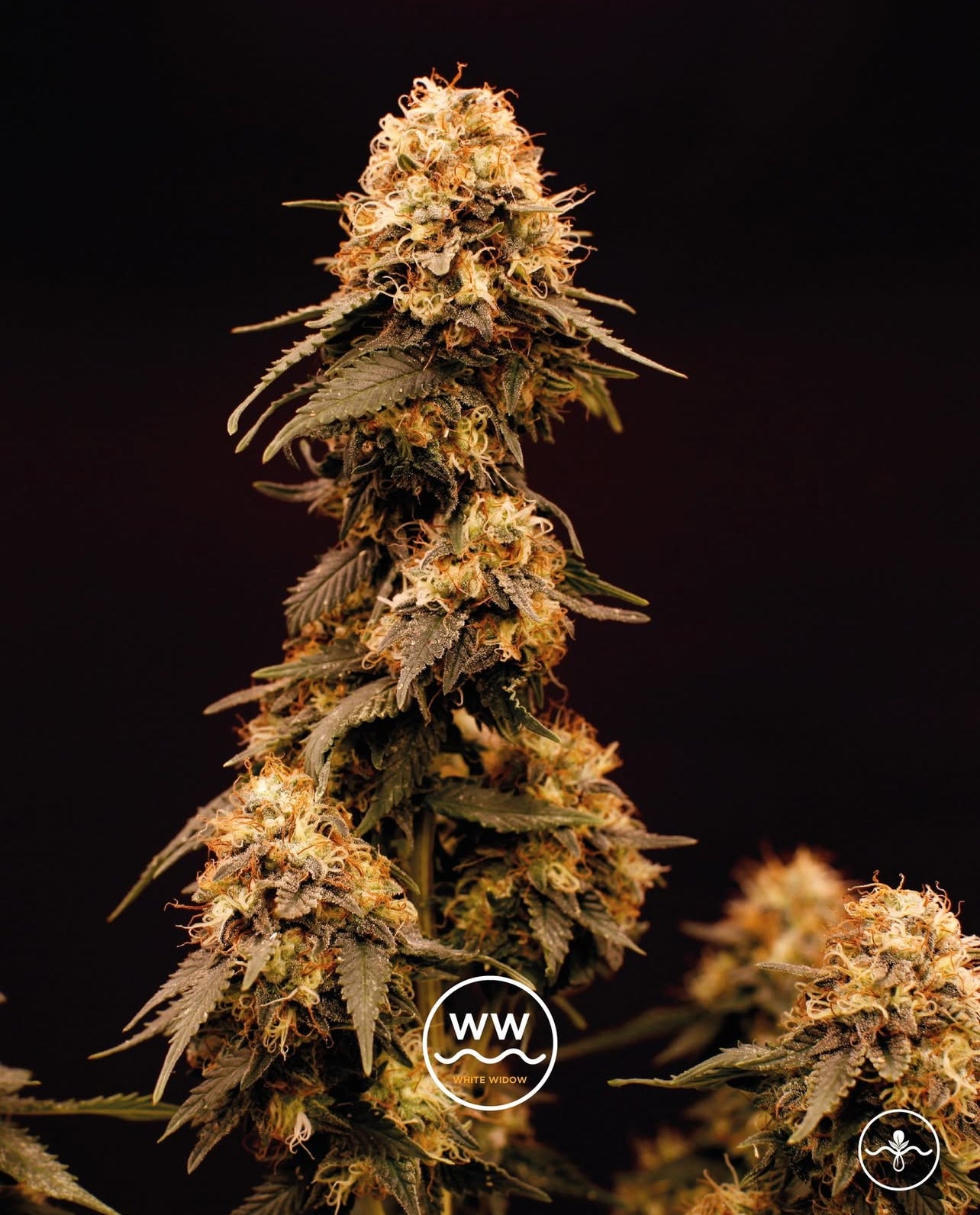White widow Feminizada - Seed Hunters - Pack x 2