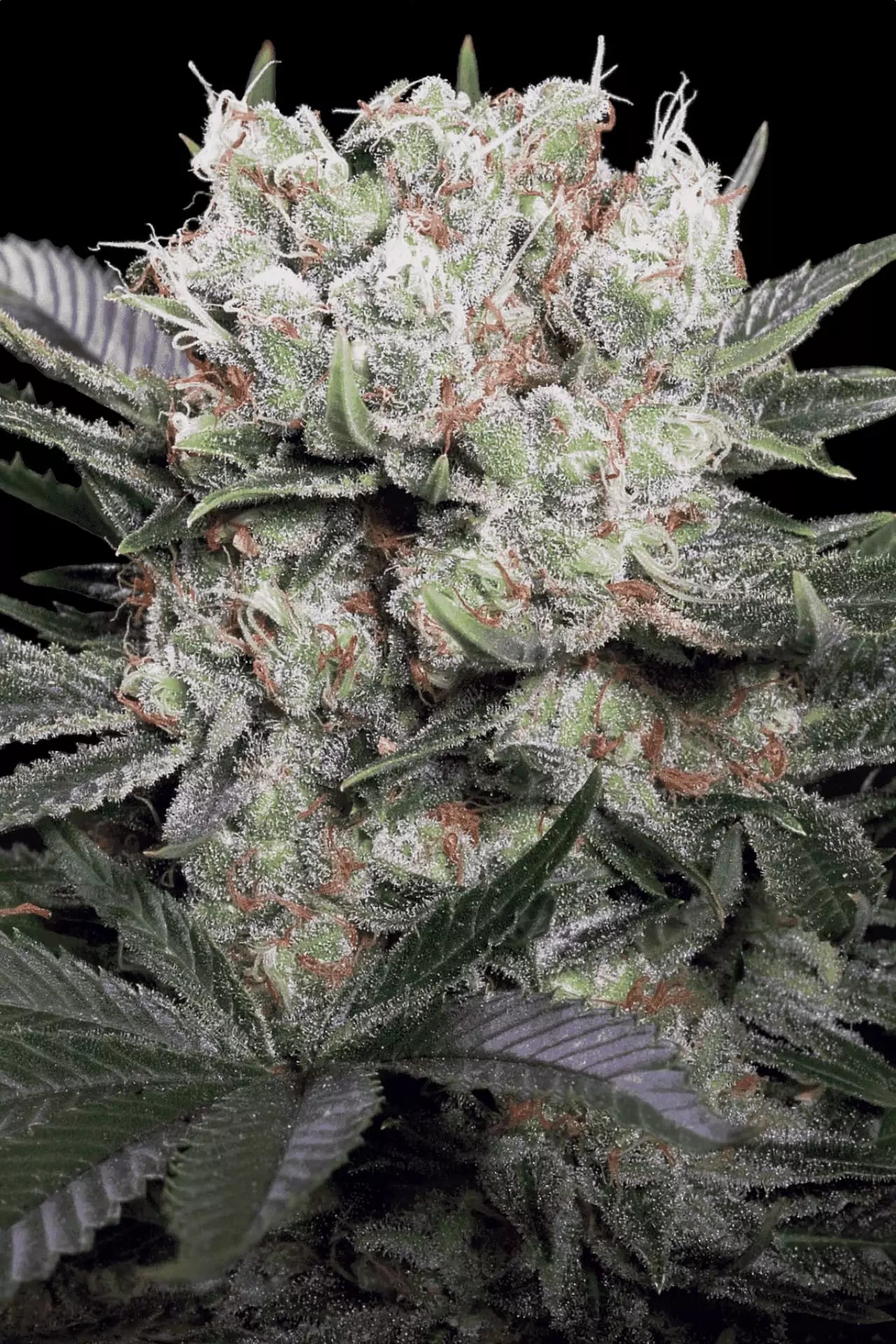 Californian Gold - Paradise Seeds Pack x 3