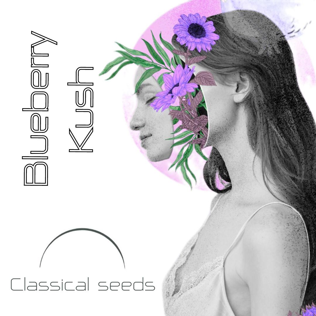 Blueberry kush Classical Seeds Pack x 3