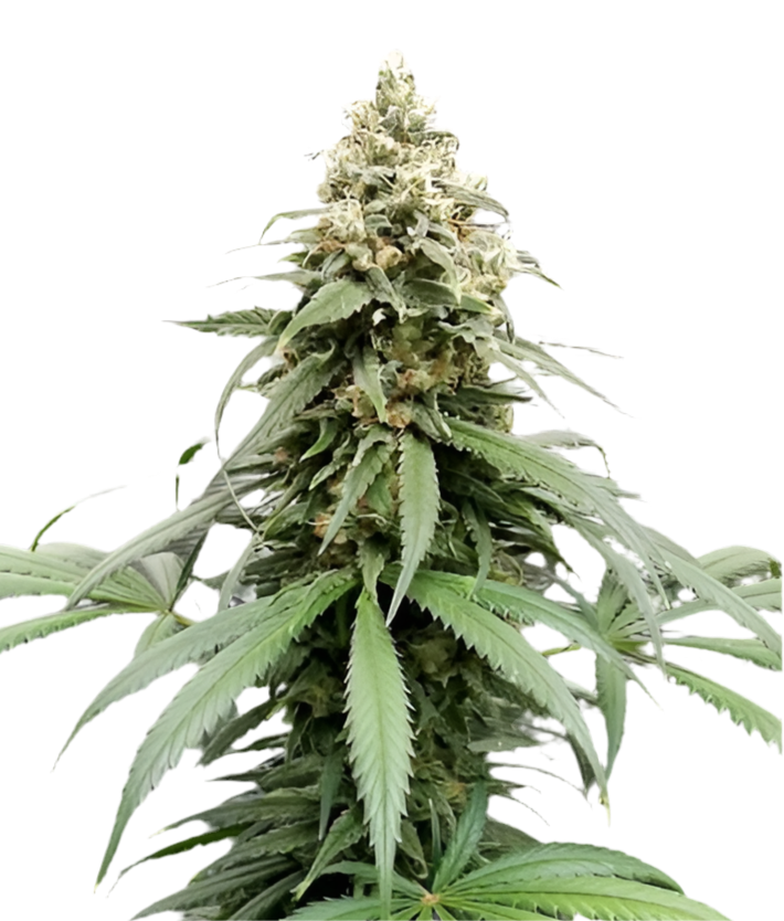 Amnesia - Seed Hunters - Pack x 2