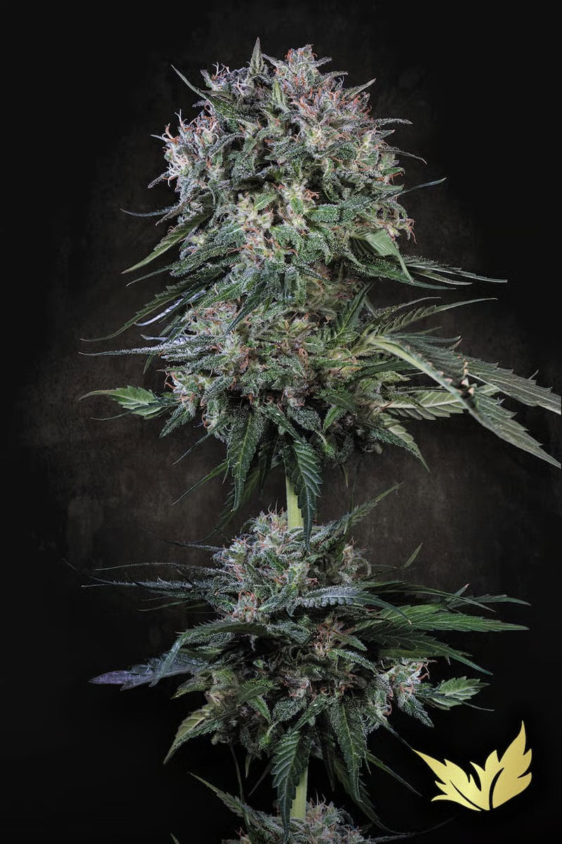 Doppler - Paradise Seeds Pack x 3