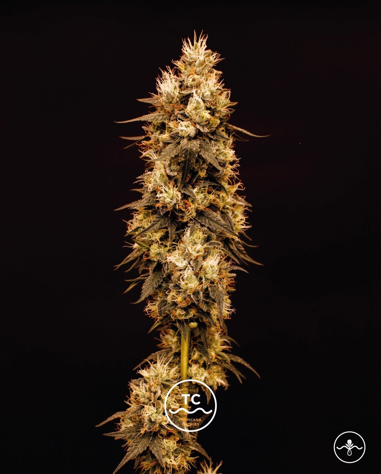 Tropicanna Cookies Feminizada - Seed Hunters - Pack x 2