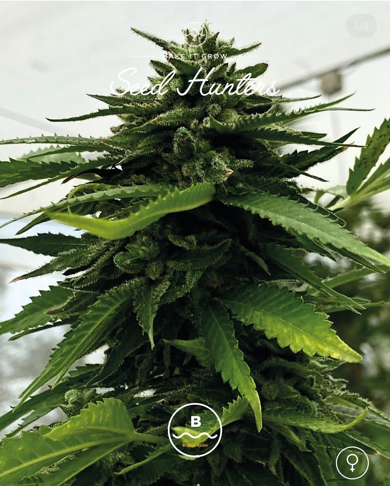Bubba Kush Feminizada - Seed Hunters - Pack x 2
