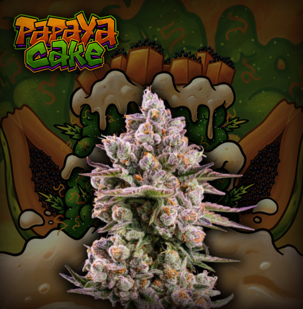Papaya Cake Feminizada - Crazy Seeds - Pack x 3