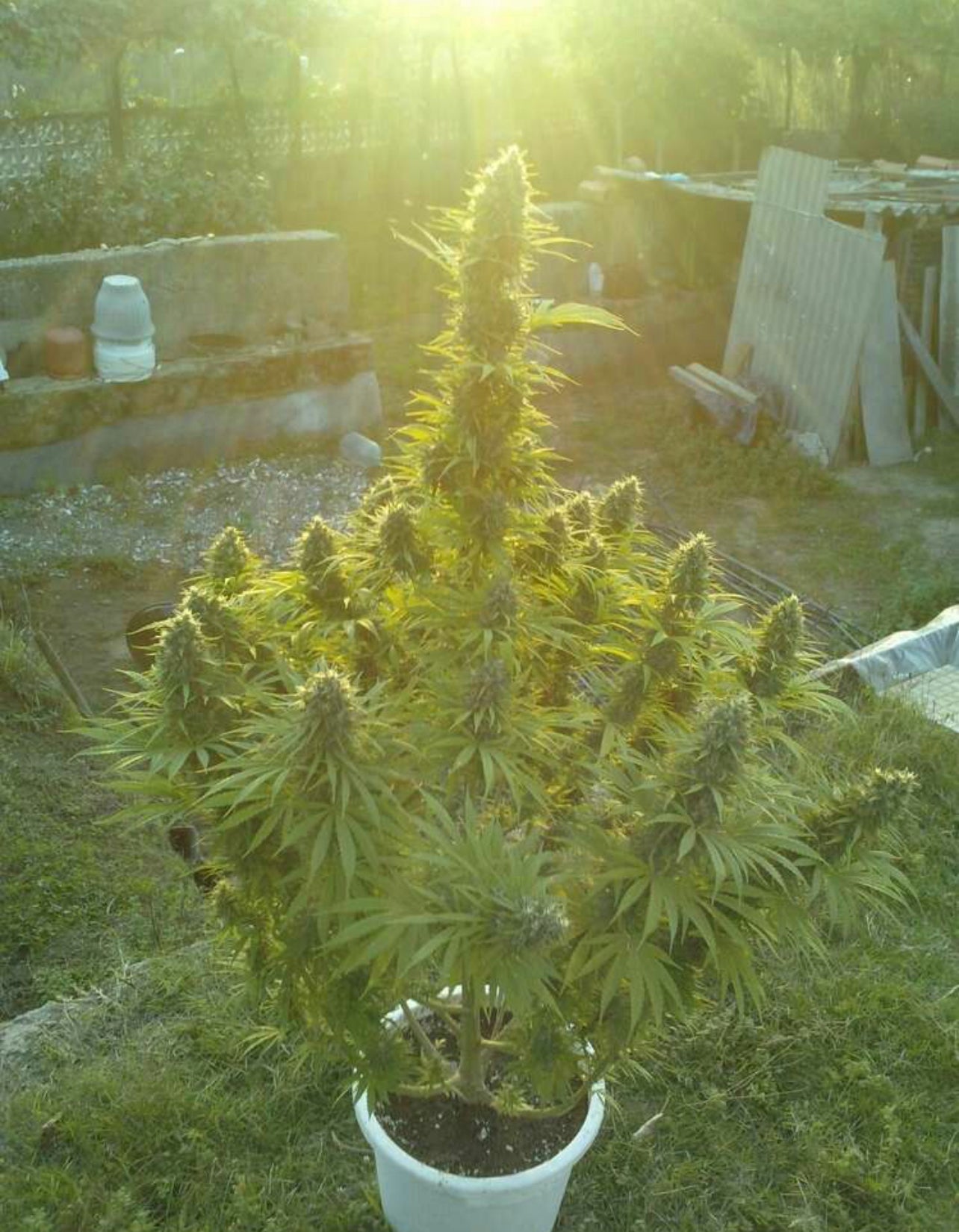 Magnum XL Auto- Seed Hunters - Pack x 2