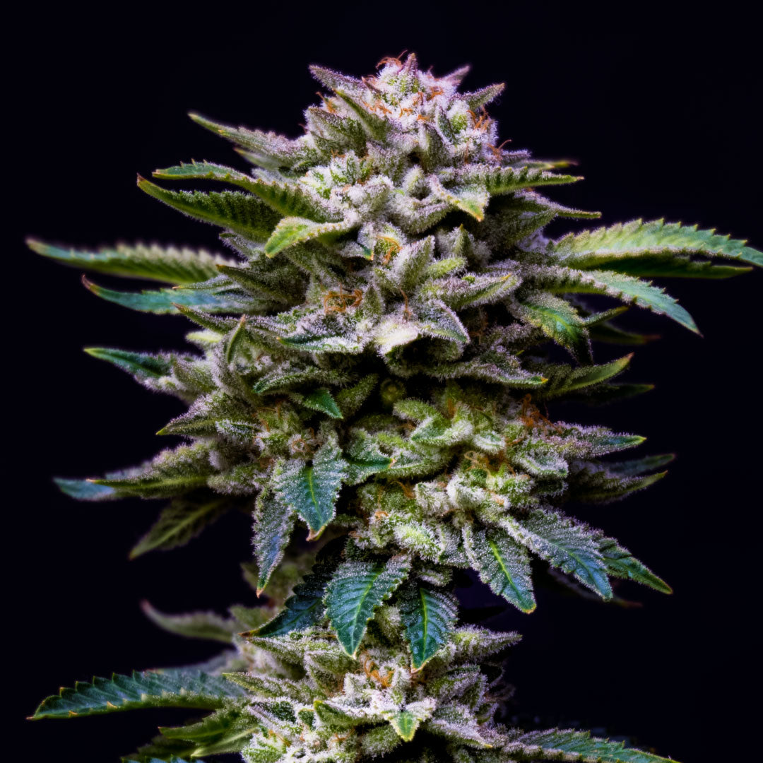 Gorilla Rainbow Feminizada - BSF Seeds