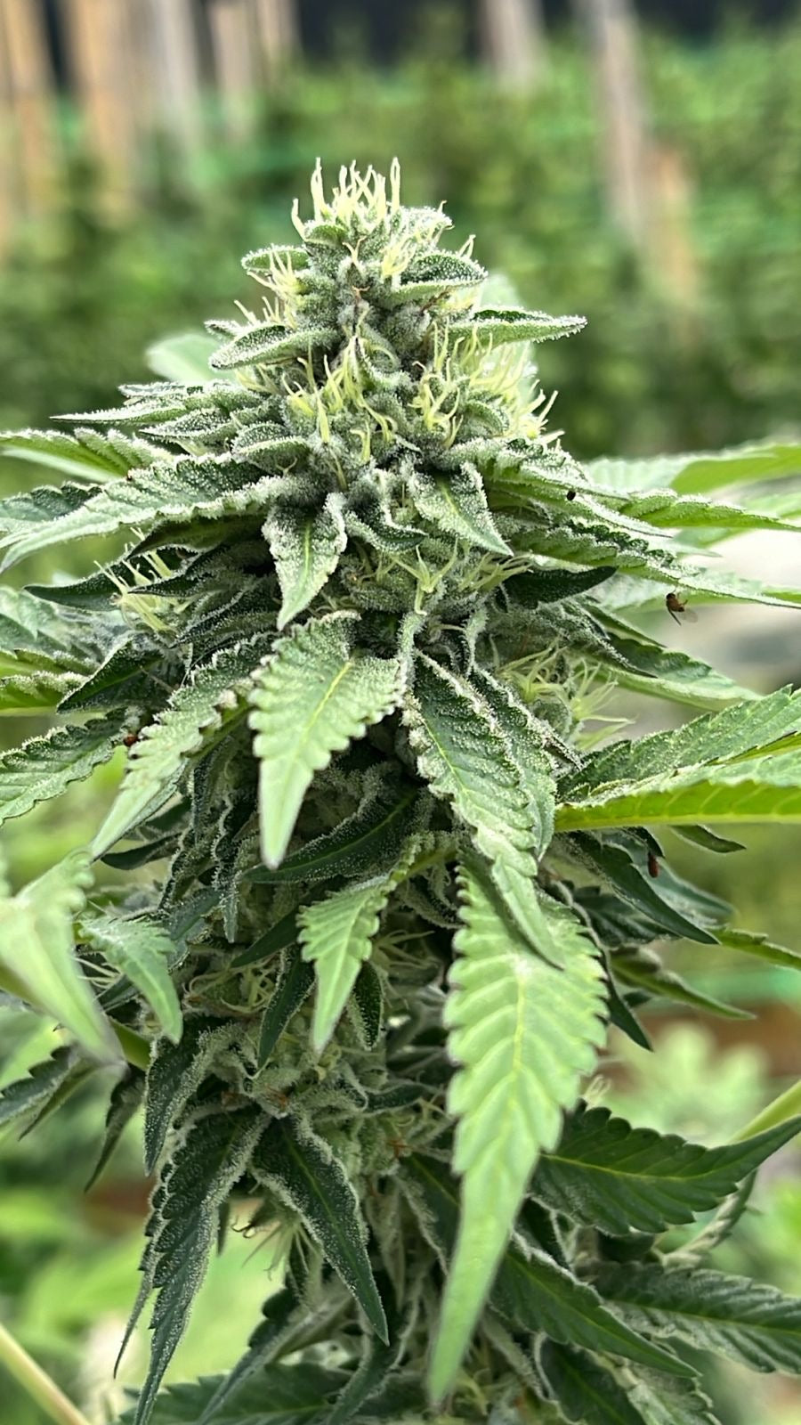 Gary`s Cream - Seed Hunters - Pack x 2