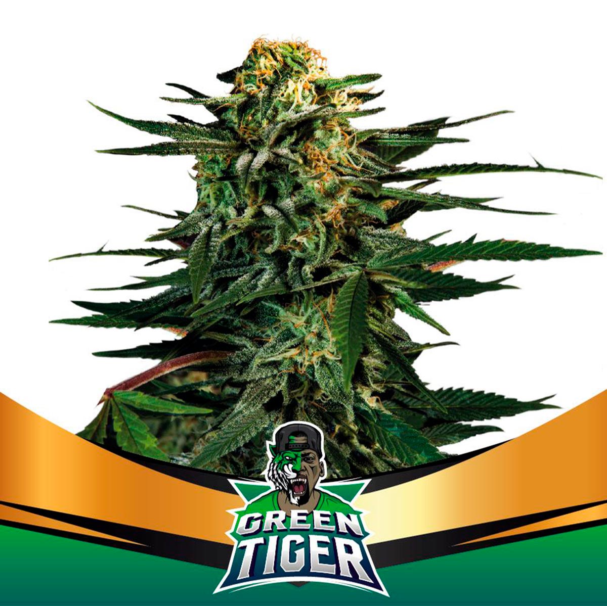 GENÉTICA: (EARLY SKUNK × SKUNK) × SKUNK PRE90 SATIVIDAD: 20% / THC: 22% EFECTO: RELAJANTE, CREATIVO SABOR: FRUTA, DULCE Esta variedad fue desarrollada en honor a “uno de los tipos más raperos del mundo”, el exponente de la cultura urbana Original Juan. Siguiendo sus gustos cruzaron clon élite de Early Skunk x Skunk PRE90, y lo unieron con una de las Faster flowering otorgándole toda la rapidez que desearon.