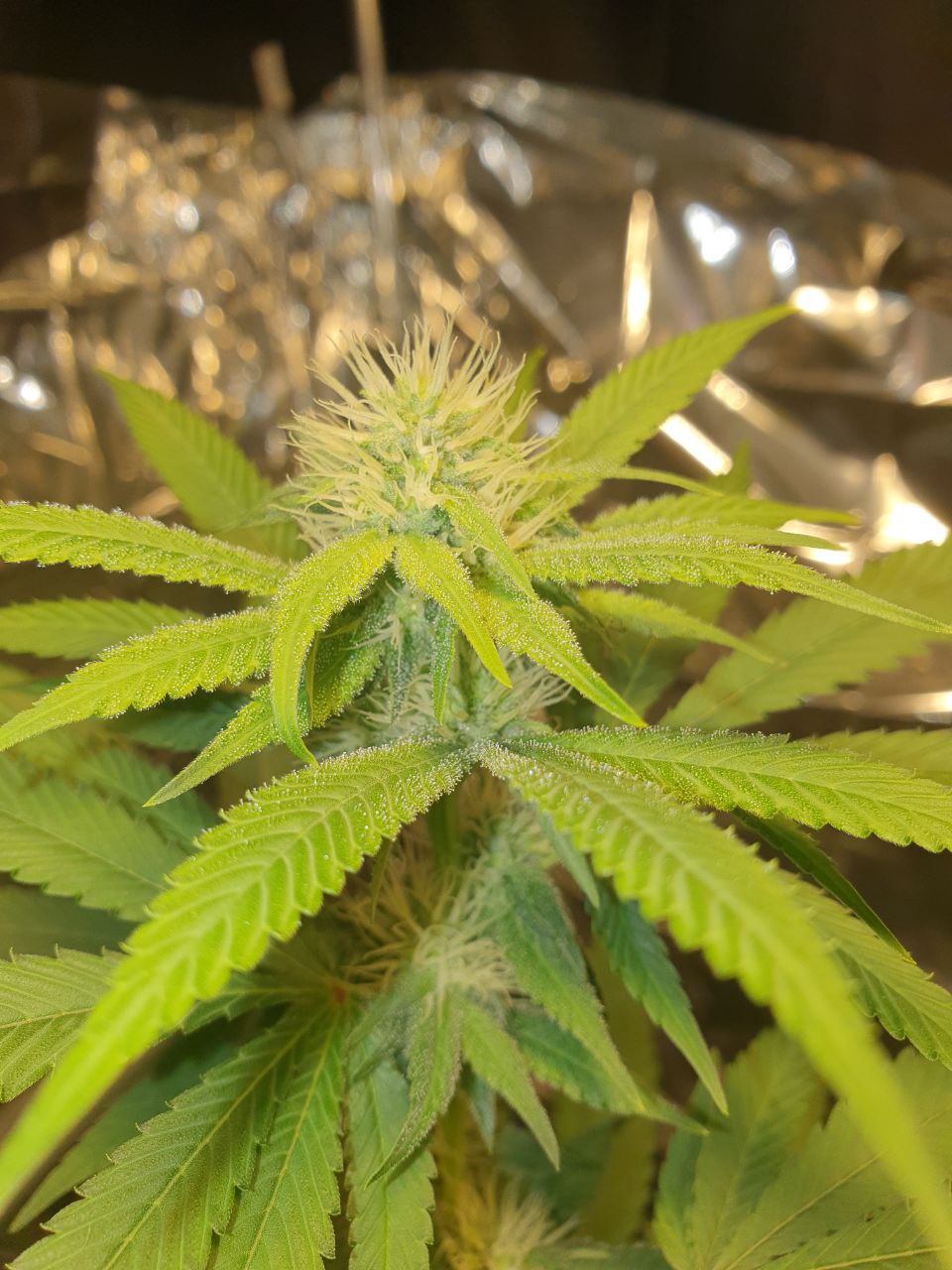 Dolce 47 - Seed Hunters - Pack x 2