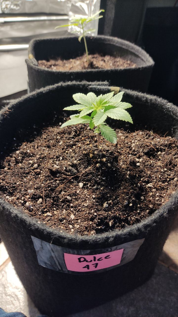 Dolce 47 - Seed Hunters - Pack x 2