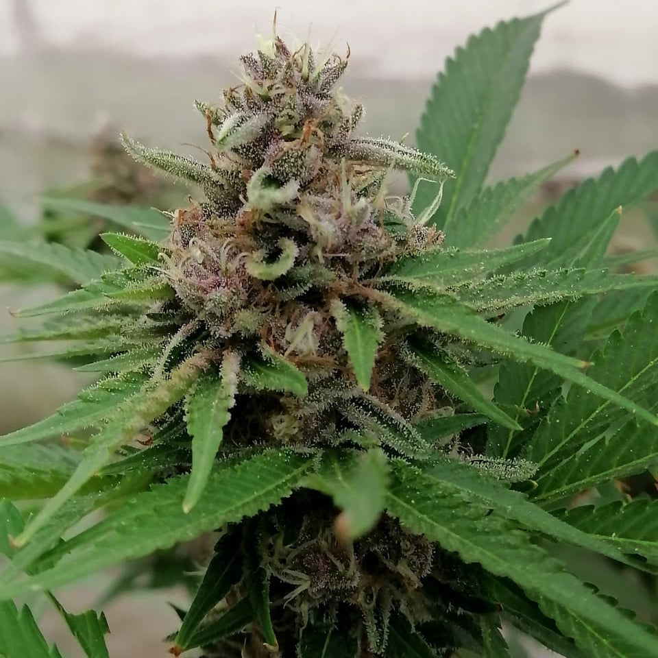 Kimberry Seed Hunters - Pack x 2