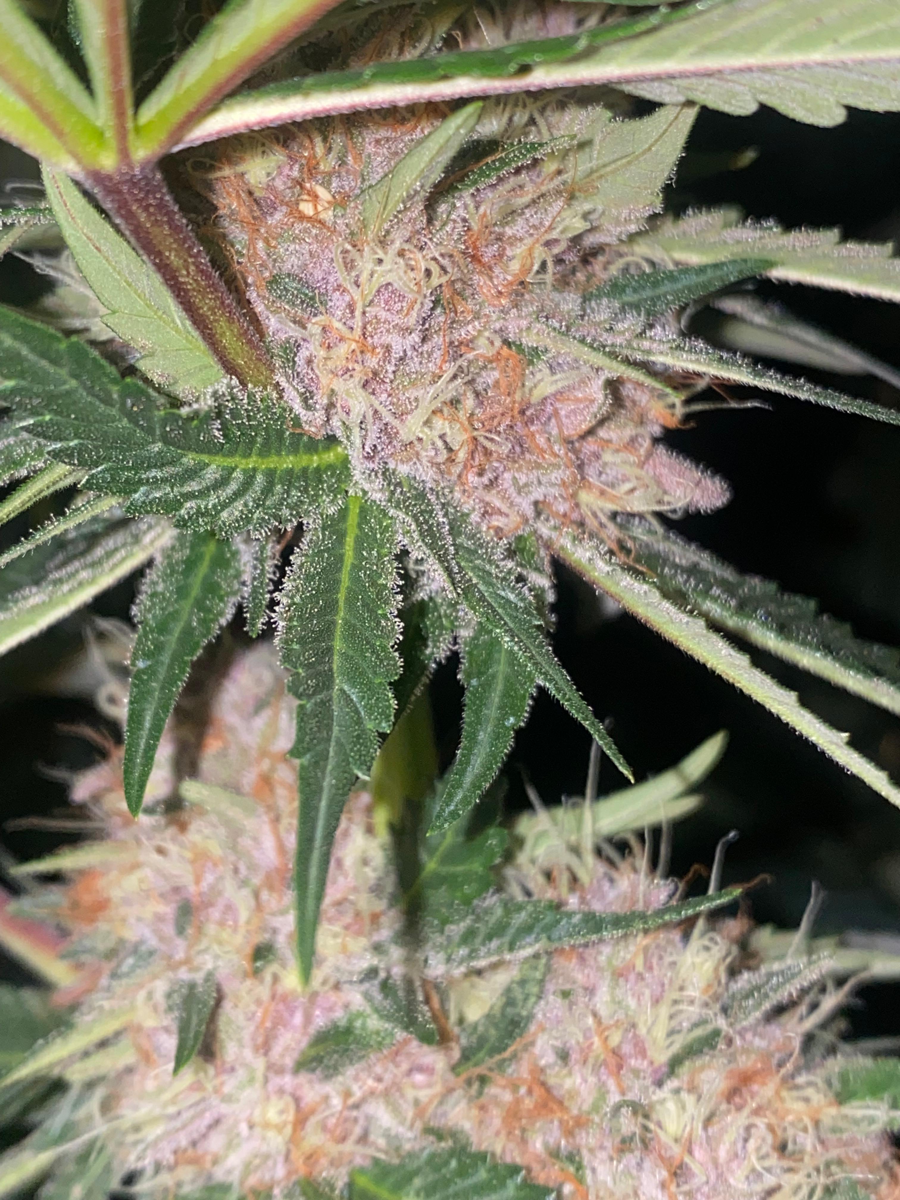 Kimberry Seed Hunters - Pack x 2