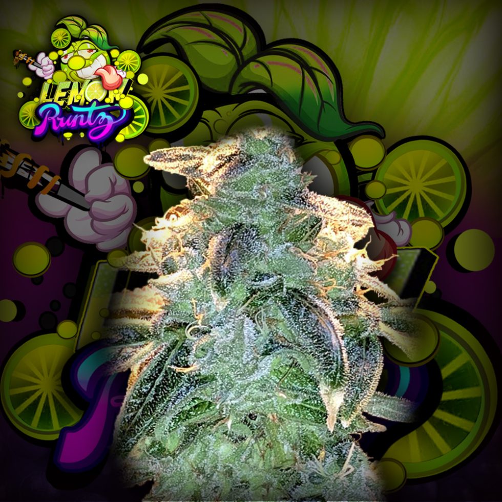 Lemon runtz Feminizada - Crazy Seeds - Pack x 3