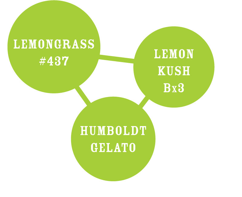 Lemongrass Feminizada - Humboldt Seed Company - Pack x 3