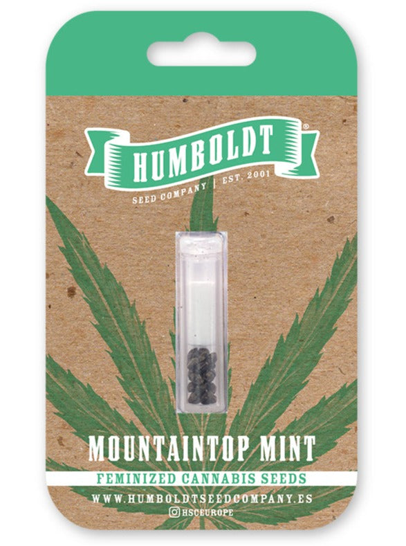 Mountaintop Mint Feminizada - Humboldt Seed Company - Pack x 3