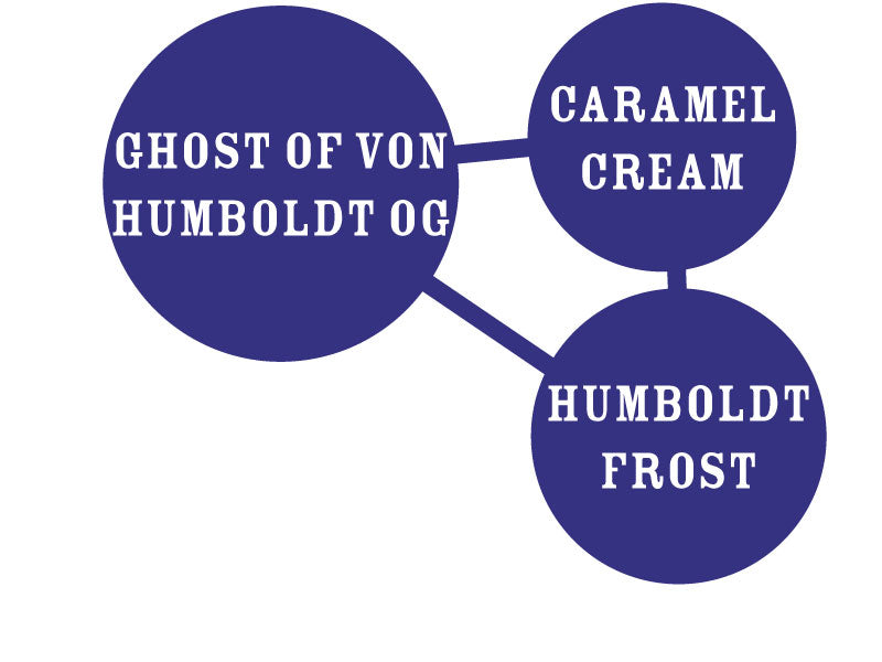 Notorious THC Feminizada - Humboldt Seed Company - Pack x 3