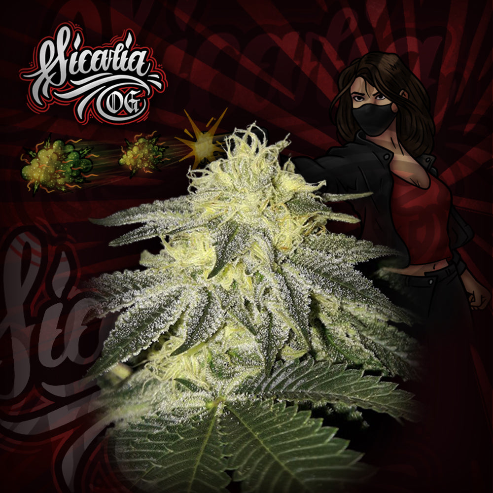 Sicária Og Feminizada - Crazy Seeds - Pack x 3