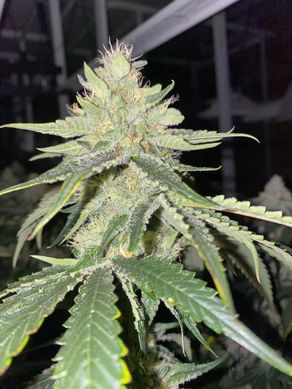 Sorbet Stash Seed Hunters - Pack x 2