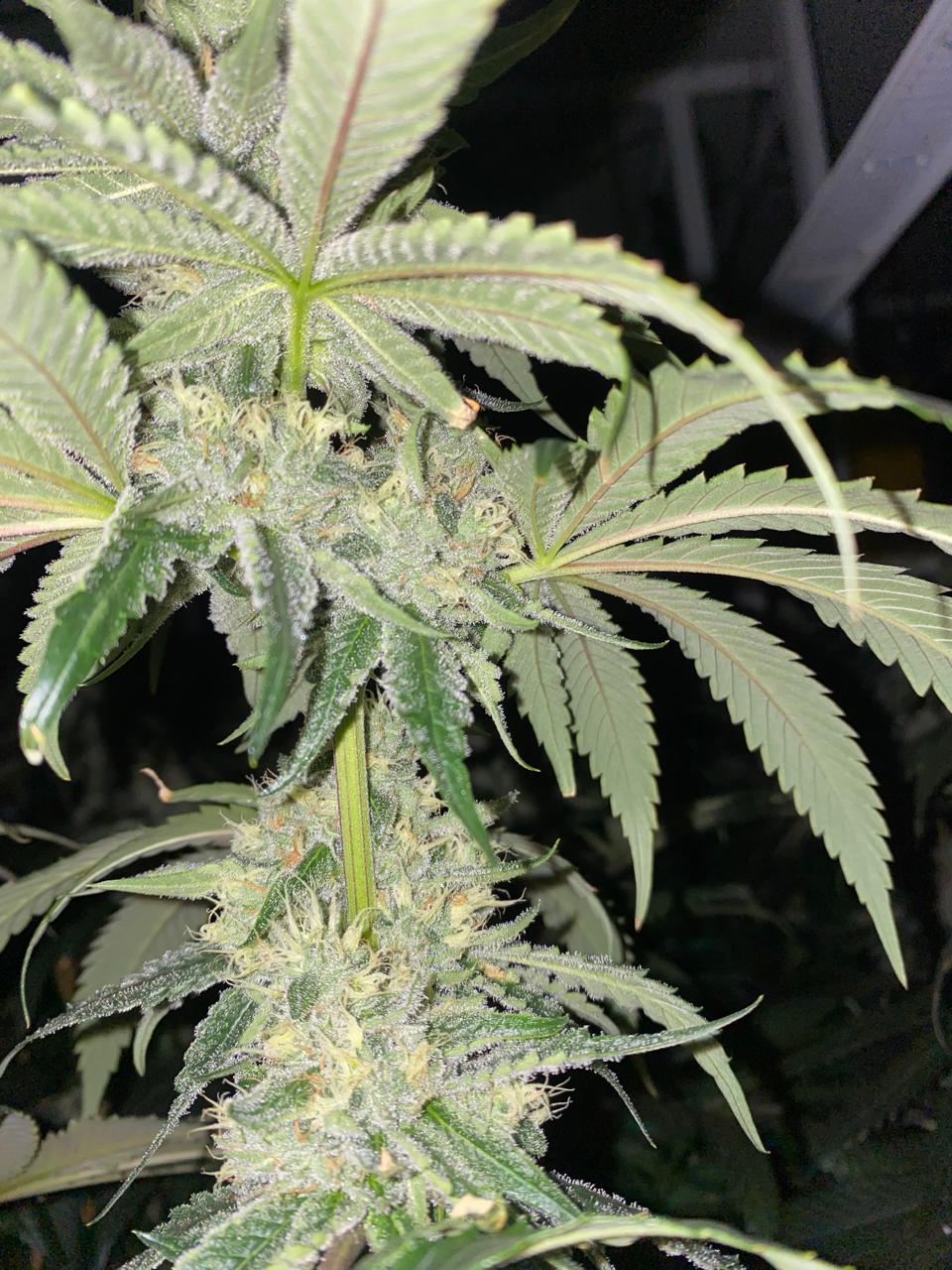 Sorbet Stash Seed Hunters - Pack x 2