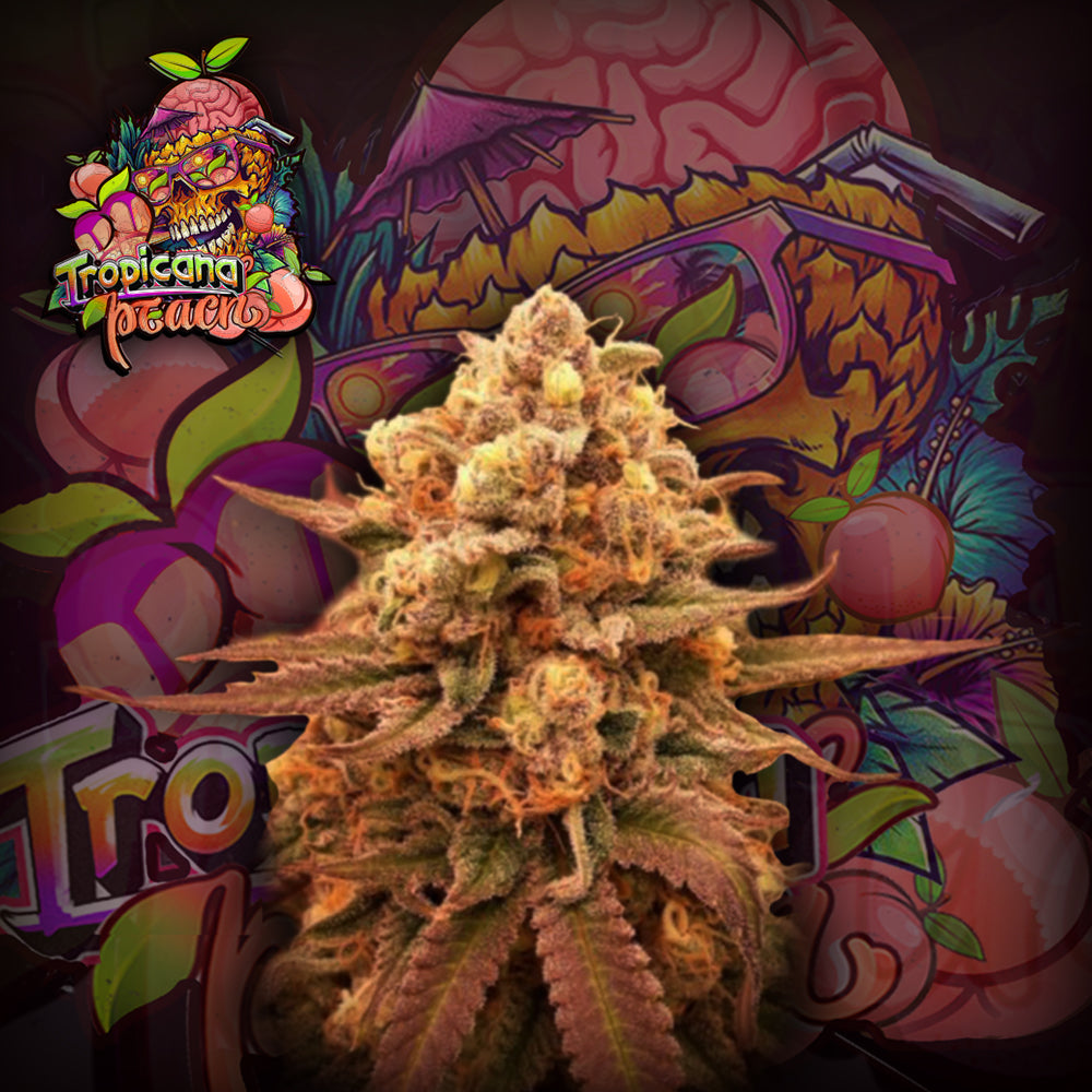 Tropicana peach Feminizada - Crazy Seeds - Pack x 3