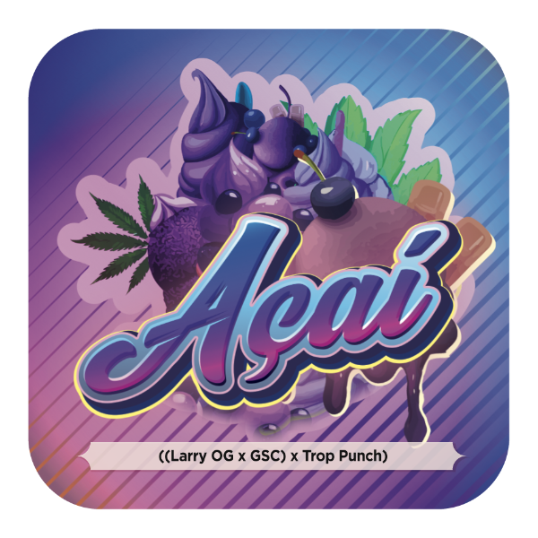 Acaí Feminizada - Black Tuna - Pack x 3