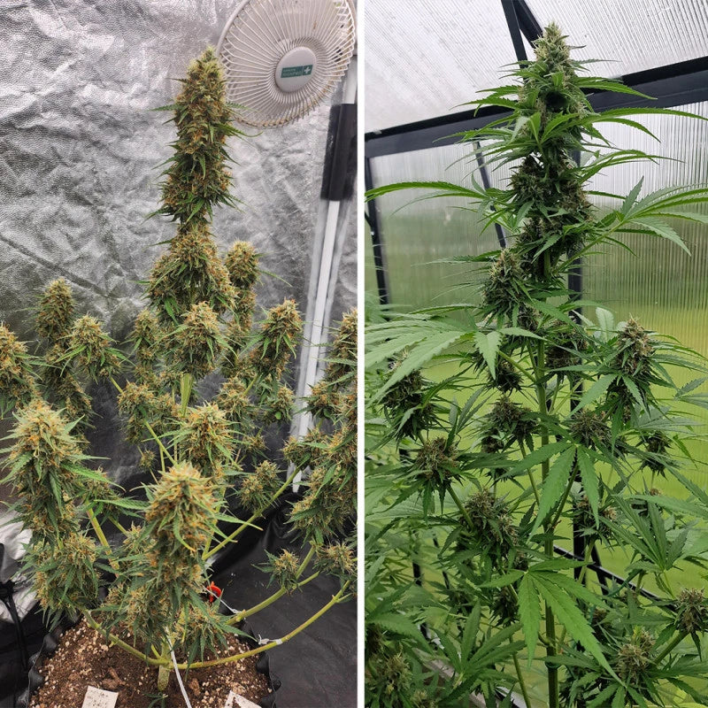 Auto Candy Bubatz XL Pack x 3 - Dutch Passion