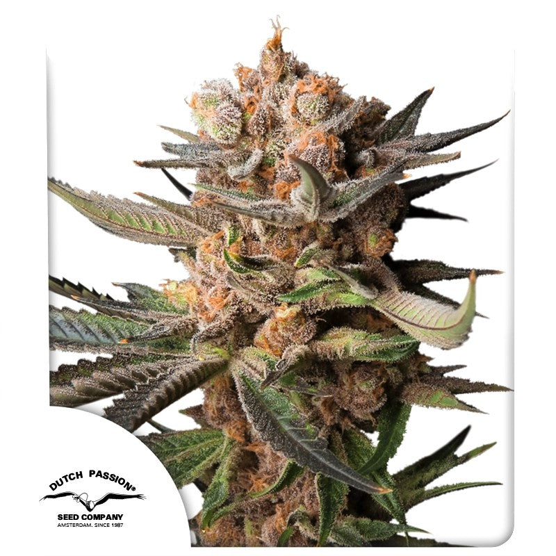 Auto Frozen Biscotti Pack x3 - Dutch Passion