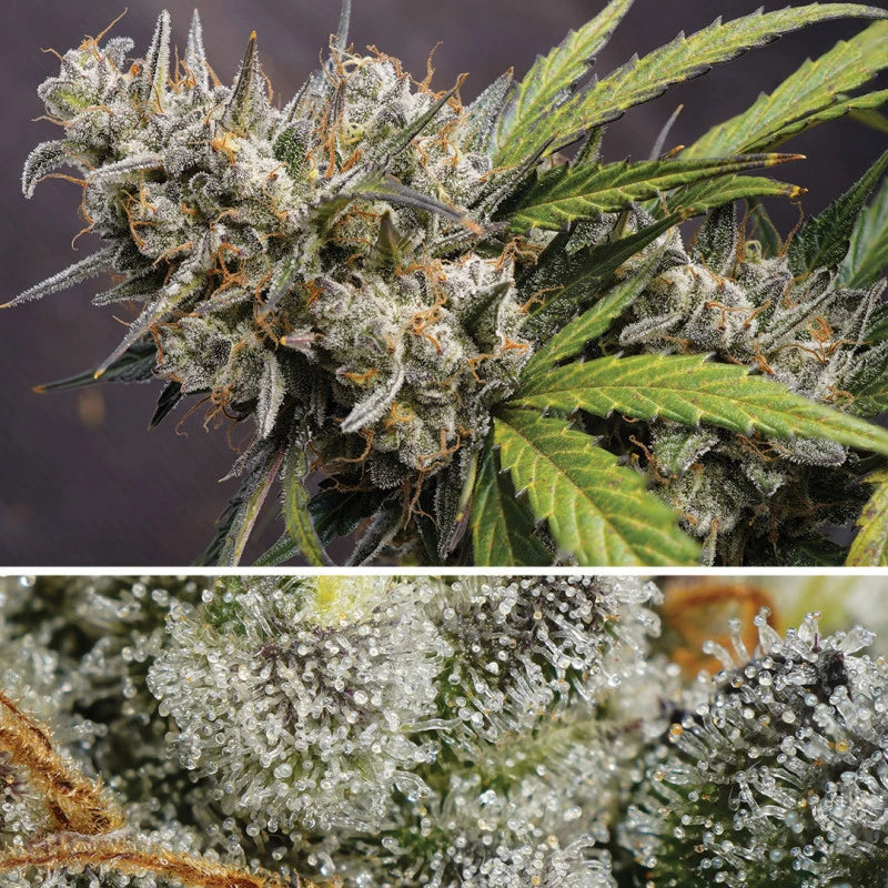 Auto Melonade Runtz Pack x 3 - Dutch Passion