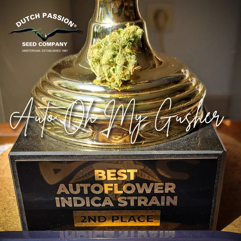Auto Oh My Gusher Pack x 3 - Dutch Passion