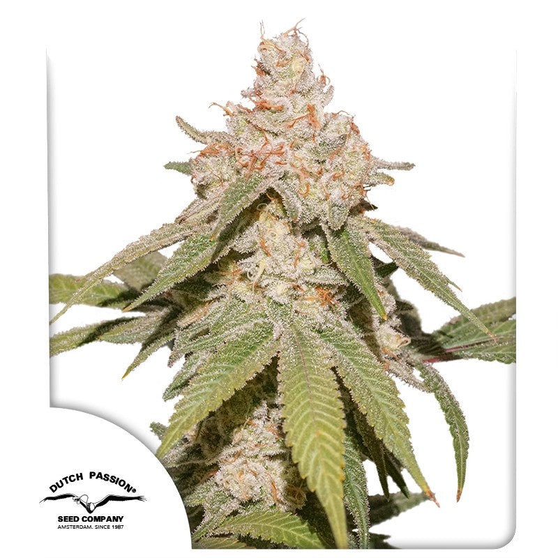 Auto SFV OG Pack x 3 - Dutch Passion
